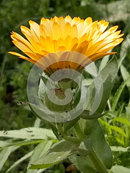 MarigoldPlants photo